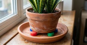 Colocar tampas de refrigerante no vaso da língua de sogra: para que serve e por que especialistas recomendam