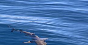 Expedição científica descobre tubarão gigante que aterrorizava oceanos há 340 milhões de anos