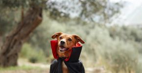 Saga Crepúsculo: veja 10 nomes para cachorro inspirados nos personagens 