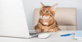 “Gatos curiosos: 8 nomes inspirados na curiosidade felina”