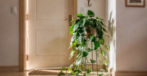 Não é para decoração: o que significa colocar uma planta jiboia perto da porta?