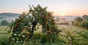 O que significa o provérbio indiano “a árvore carregada de frutos é a que mais se curva”