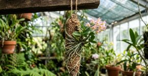 Como plantar orquídea no sabugo de milho e usar um substrato diferente para estimular raízes