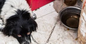 Como denunciar maus-tratos contra animais