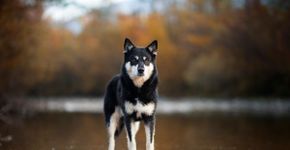 4 características do cachorro da raça pastor finlandês da lapônia 