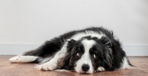 Foto: (iStock/Elayne Massaini)