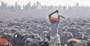 Ritual hindu sacrificará 500 mil animais no sul do Nepal