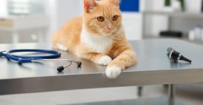 Muito além das bolas de pelo: o que você precisa saber sobre diarreia e vômitos crônicos em gatos