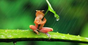 A fotógrafa da natureza