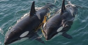 Por que algumas orcas utilizam algas para esfregar o corpo umas nas outras?