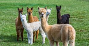 7 curiosidades interessantes sobre as alpacas