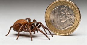 O que devo fazer se for picado por uma aranha-marrom?