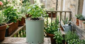 Uma lata grande pode virar um vaso diferente para plantas de porte pequeno