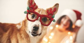 Adotantes explicam por que dar chance a um animal de rua é especial