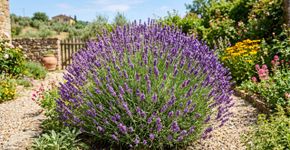 Agora faça isso com a sua lavanda: ela crescerá muito mais bonita