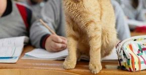 Na Turquia, crianças ganham novo colega de classe: o gato Tombi