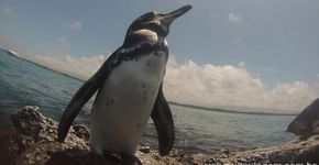 10 coisas para fazer em Galápagos quase de graça