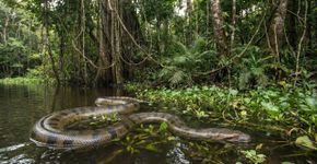 O enigma que confunde os cientistas: as anacondas amazônicas atingiram seu tamanho máximo há 12,4 milhões de anos