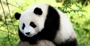 Trabalhe para a natureza: WWF tem oportunidades de emprego em São Paulo