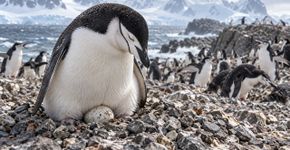 Por que os pinguins conseguem dormir durante poucos segundos várias vezes ao dia?