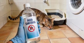 Aprendi tarde de mais que não pode usar água sanitária para limpar xixi de gato