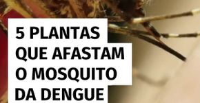 5 plantas que afastam o mosquito da dengue para ter em casa