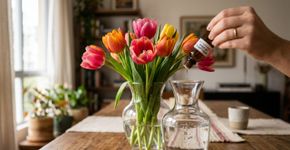 Adicione apenas três gotas ao vaso com as tulipas. Isso faz com que elas durem mais tempo.