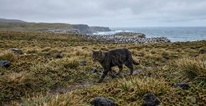 Em 1949, cinco gatos foram levados a uma ilha para combater ratos e, 77 anos depois, o resultado virou um desastre ambiental