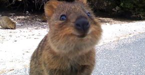 24 animais sorridentes que vão deixar seu dia mais feliz