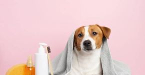 Banho no inverno: 6 dicas para garantir a segurança e o conforto dos animais