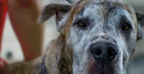 Homem pisa na cabeça de cachorro e diz que é para educá-lo