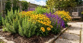 4 lindas flores para plantar em abril