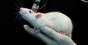 Conheça algumas entidades que lutam pelos direitos dos animais