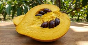 A fruta de ouro que tem cor de gema de ovo e sabor de doce de leite e poucos sabem que existe