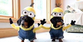 Cães com roupas de ‘Minions’ fazem sucesso na internet