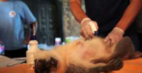 Ativistas fecham pior zoo do mundo e resgatam 16 animais