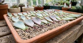 A planta nativa das pradarias que está virando febre nos jardins naturalistas, colorida e surpreendentemente resistente à seca