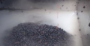 Galeria de fotos mostra diferentes etapas da produção do vinho