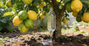 Como colocar uma garrafa de água no pé do limoeiro faz ele carregar de frutos mais rapido