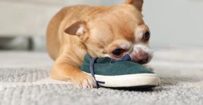 Por que o cachorro rói móveis e objetos? Veja 7 dicas para lidar com o comportamento