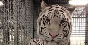 Tigres enclausurados em aquário nunca viram a luz do sol