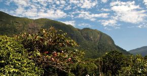 Foto: (Adriano Gambarini/Caminho da Mata Atlântica)