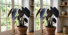 Planta orelha-de-elefante preta: como cultivar suas folhas grandes e fortes para adicionar um toque místico à sua casa