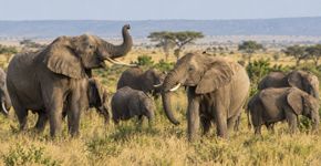 Elefantes africanos respondem de maneira diferente a chamados específicos, e pesquisadores investigam se alguns sons funcionam como nomes