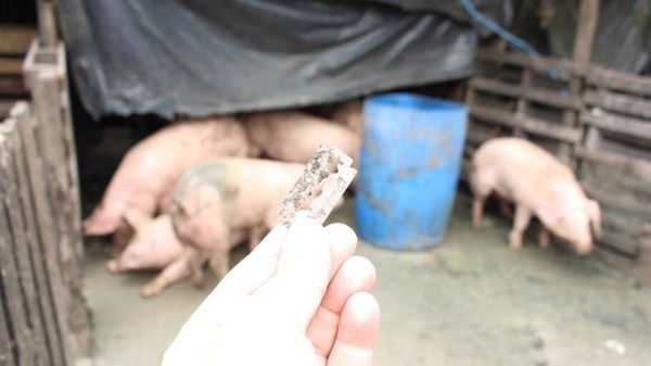 Os ativistas criaram uma vakinha para arrecadar dinheiro para os animais (Divulgação)