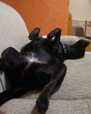 Veja alguns dos cães e gatos que já estão participando do #MostreABarriguinha!