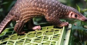 Esta criatura parece um dragão em miniatura e está ameaçada de extinção