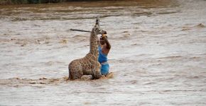 Filhote de girafa é resgatado após ficar horas preso em correnteza
