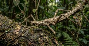 Bicho-pau australiano fotografado por anos só agora ganha nome científico: e outra espécie tem ovos com anéis nunca vistos antes