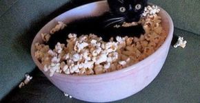 29 imagens de gatos escondidos em diferentes objetos